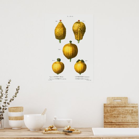 botanische illustratie poster (Keuken)