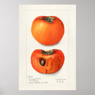  botanische illustratie poster