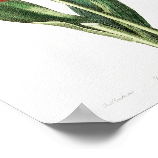  botanische illustratie poster (Hoek)