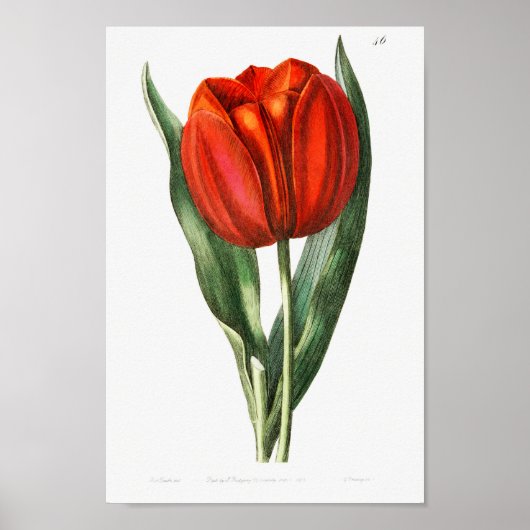  botanische illustratie poster (Voorkant)