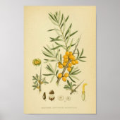  botanische illustratie poster (Voorkant)