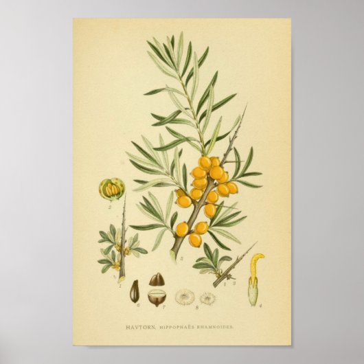  botanische illustratie poster (Voorkant)