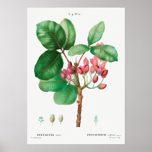 botanische illustratie poster (Voorkant)