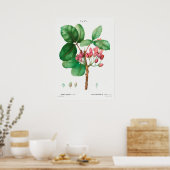 botanische illustratie poster (Keuken)
