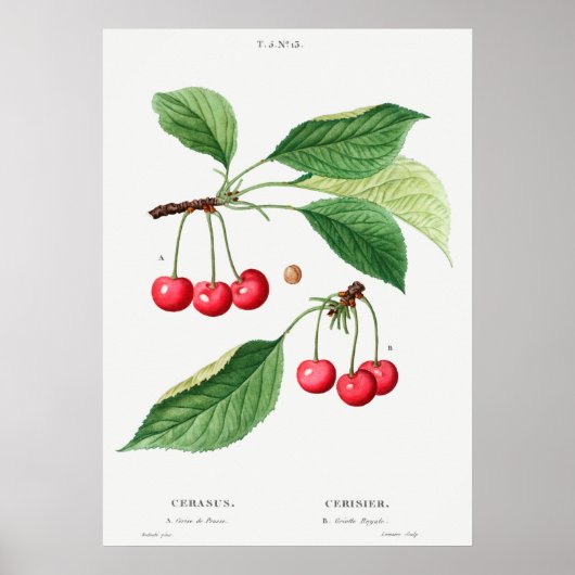 botanische illustratie poster (Voorkant)