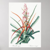  botanische illustratie poster (Voorkant)