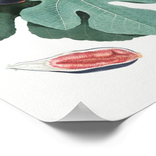 botanische illustratie poster (Hoek)