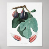 botanische illustratie poster (Voorkant)