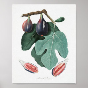  botanische illustratie poster