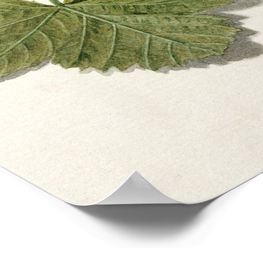  botanische illustratie poster (Hoek)