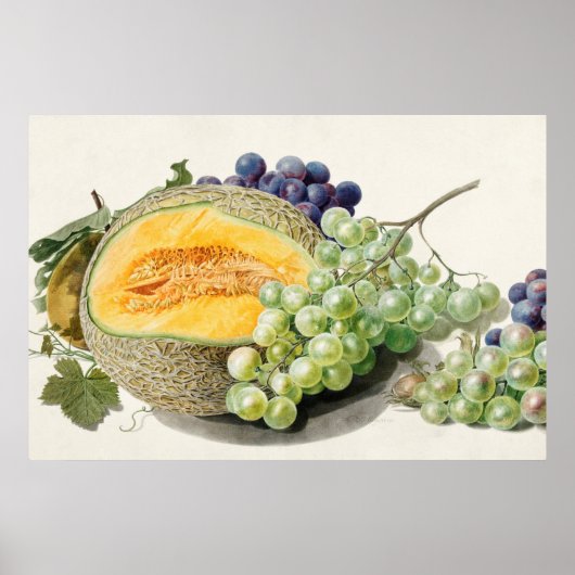 botanische illustratie poster (Voorkant)