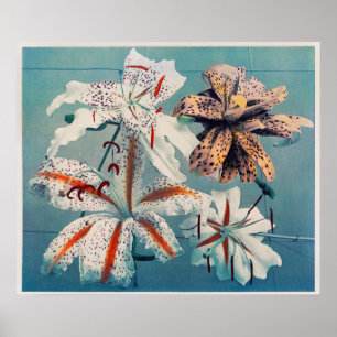  botanische illustratie poster