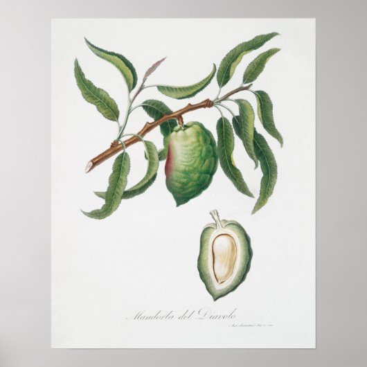  botanische illustratie poster (Voorkant)