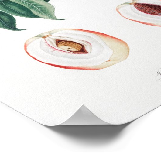  botanische illustratie poster (Hoek)