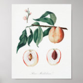  botanische illustratie poster (Voorkant)