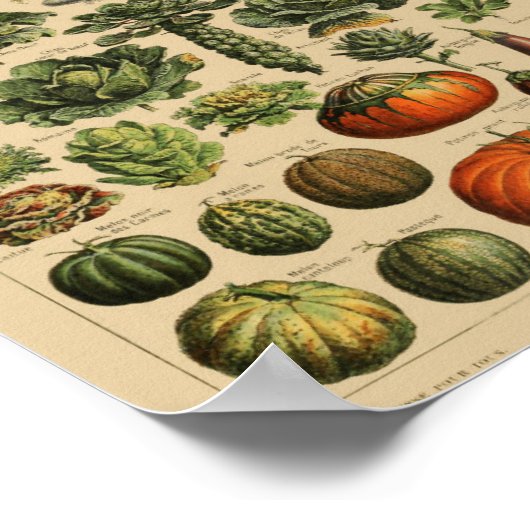  botanische illustratie poster (Hoek)