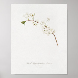  botanische illustratie poster