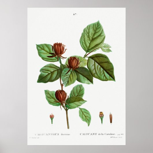  botanische illustratie poster (Voorkant)