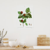  botanische illustratie poster (Keuken)