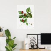  botanische illustratie poster (Thuiskantoor)