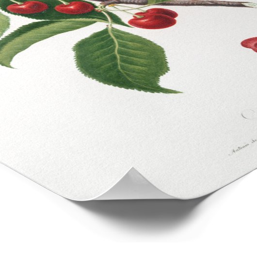 botanische illustratie poster (Hoek)