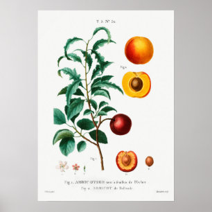  botanische illustratie poster