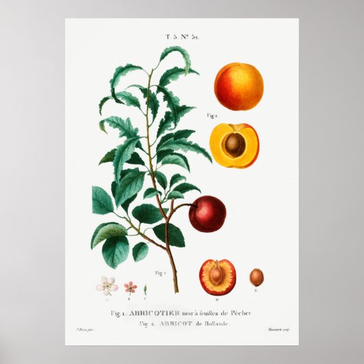 botanische illustratie poster (Voorkant)