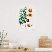  botanische illustratie poster (Keuken)