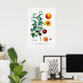  botanische illustratie poster (Thuiskantoor)