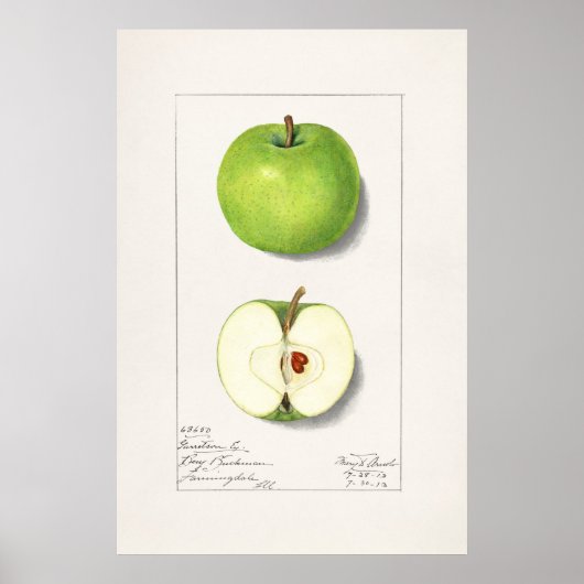  botanische illustratie poster (Voorkant)