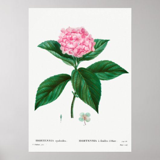  botanische illustratie poster (Voorkant)