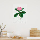  botanische illustratie poster (Keuken)