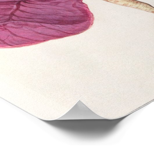  botanische illustratie poster (Hoek)