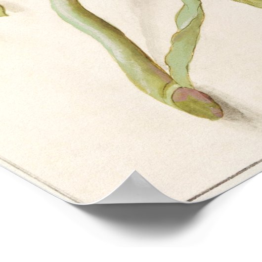  botanische illustratie poster (Hoek)