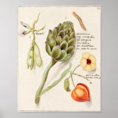  botanische illustratie poster (Voorkant)