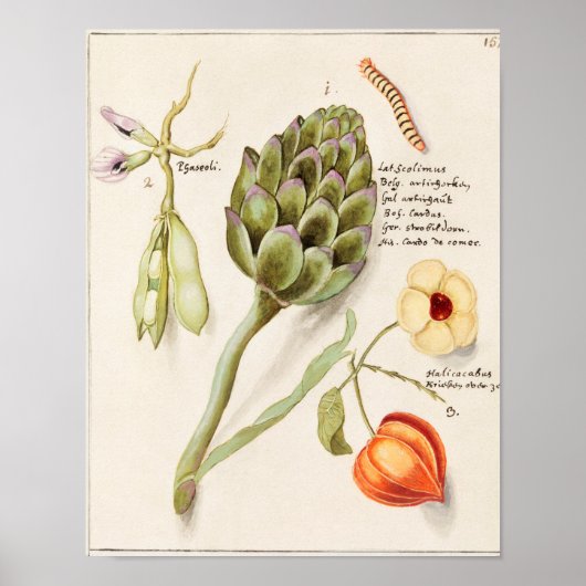  botanische illustratie poster (Voorkant)