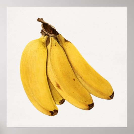  botanische illustratie poster (Voorkant)