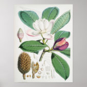 botanische illustratie poster (Voorkant)
