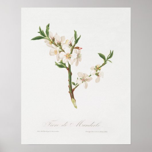  botanische illustratie poster (Voorkant)