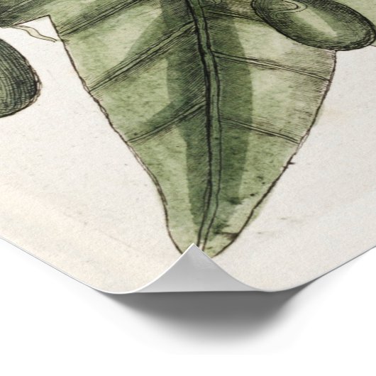  botanische illustratie poster (Hoek)