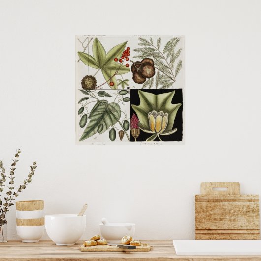  botanische illustratie poster (Keuken)