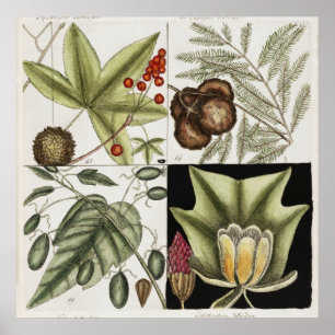  botanische illustratie poster