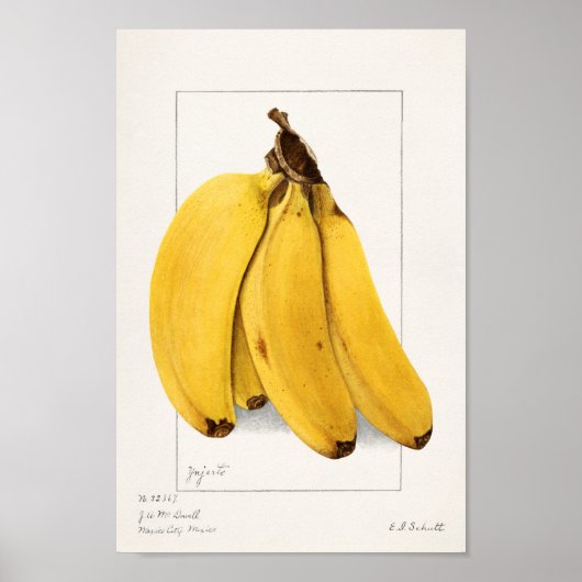 botanische illustratie poster (Voorkant)