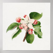  botanische illustratie poster (Voorkant)