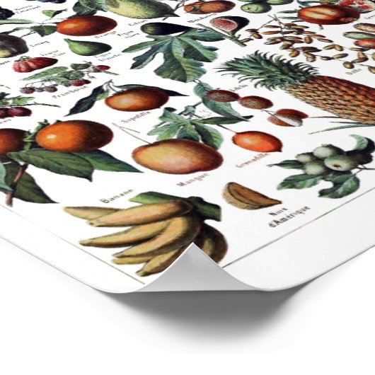  botanische illustratie poster (Hoek)