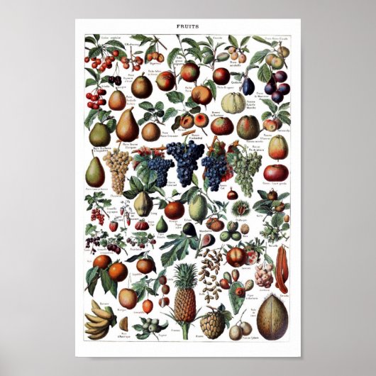  botanische illustratie poster (Voorkant)