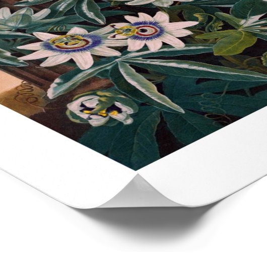 botanische illustratie poster (Hoek)