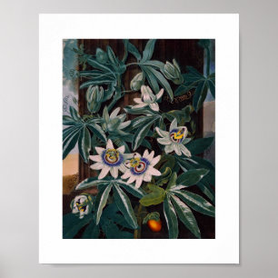  botanische illustratie poster