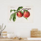  botanische illustratie poster (Keuken)