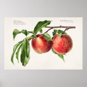  botanische illustratie poster (Voorkant)
